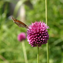 Lade das Bild in den Galerie-Viewer, Mi. 21.05.2025 17.00-18.00 ABENDLICHT FÜHRUNG Insektenmagneten
