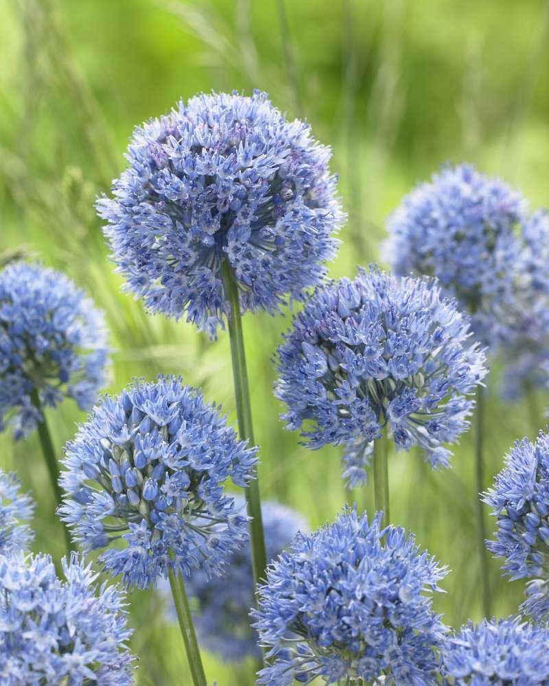 Auf hohen grünen Stielen blühen Büschel runder, blauer Allium caeruleum Flieder-Lauch von Weijers, deren leuchtende Blüten sich vor einem verschwommenen grünen Hintergrund aus Gras und Laub abzeichnen.