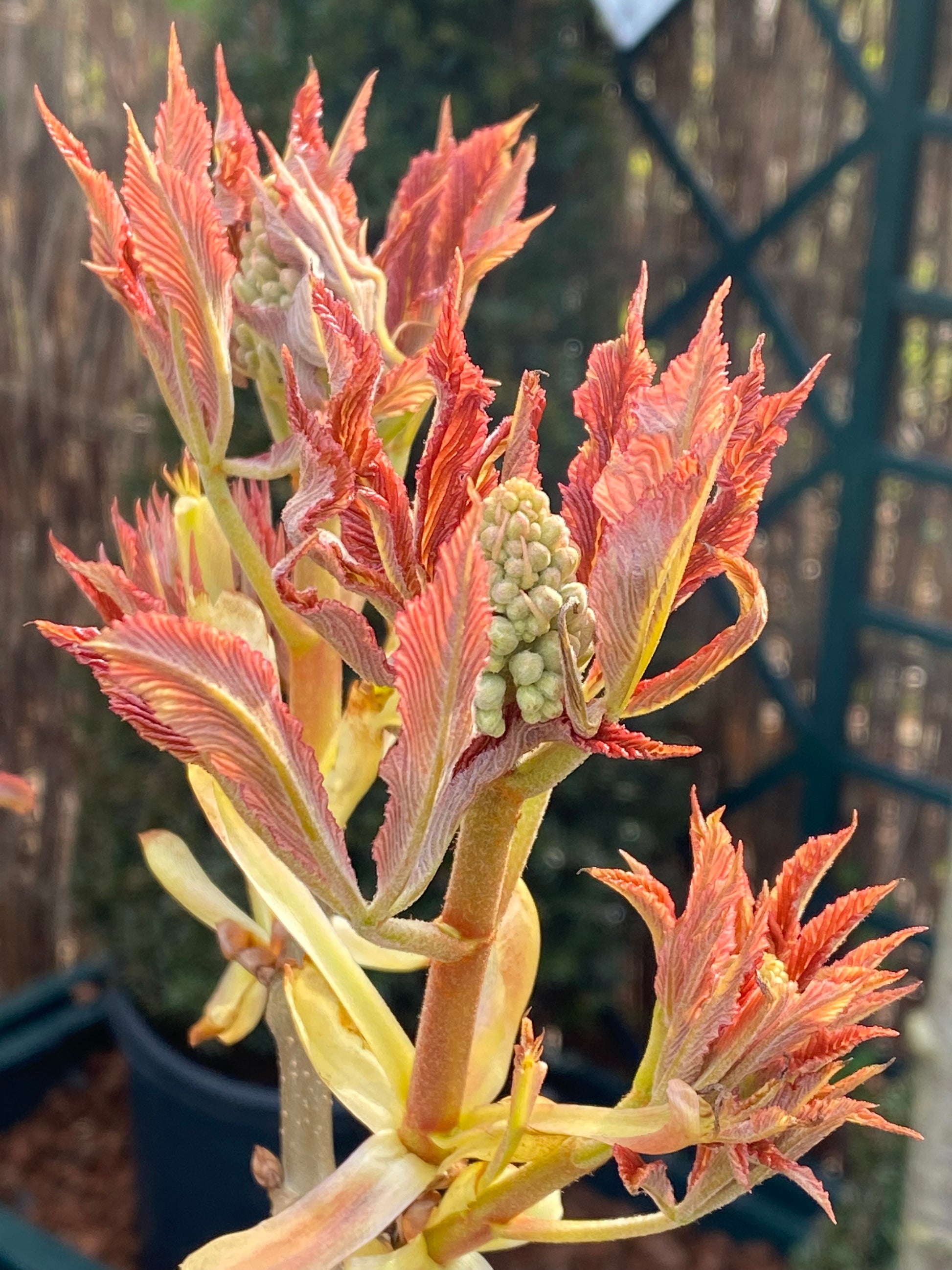 Sonnenbeschienene, rötlich-orangefarbene Frühlingsblätter und Knospen tauchen in dieser lebendigen Gartenszene auf - ein ideales Bild für "Sa. 14.03.2026 | 11.00-12.30 GARTENTALK Gedanken zum Gärtnern im Frühling" mit Dr. Isabelle Van Groeningen, Gabriella Pape & Horst Mager von der Königlichen Gartenakademie.