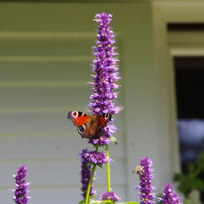 Mi. 21.05.2025 17.00-18.00 ABENDLICHT FÜHRUNG Insektenmagneten