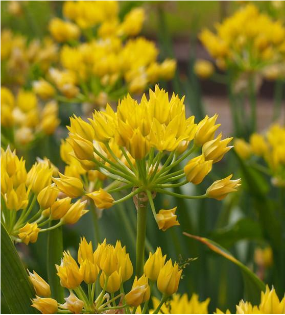 Die Weijers Allium moly Gold-Lauch trägt leuchtend gelbe, spitz zulaufende Blüten auf hohen grünen Stängeln mit üppigem Laub. Die leuchtenden Blüten erscheinen im Juni und bieten einen herrlichen Sommerschmuck.