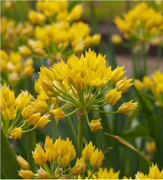 Die Weijers Allium moly Gold-Lauch trägt leuchtend gelbe, spitz zulaufende Blüten auf hohen grünen Stängeln mit üppigem Laub. Die leuchtenden Blüten erscheinen im Juni und bieten einen herrlichen Sommerschmuck.