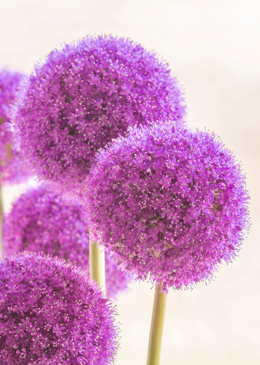 Nahaufnahme von Weijers Allium giganteum mit purpurvioletten kugelförmigen Büscheln kleiner Blüten auf hohen grünen Stielen vor einem weichen, hellen Hintergrund.