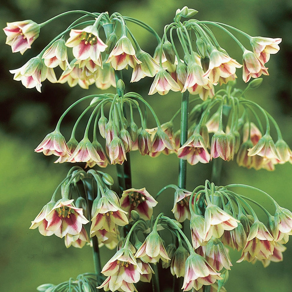 Die hohen grünen Stängel von Allium siculum Sizilianischer Honiglauch von Weijers tragen im Mai-Juni cremefarbene, glockenförmige Blüten mit violetten Zentren, die eine auffallend grün-violette Blüte vor einem zartgrünen Hintergrund zeigen.
