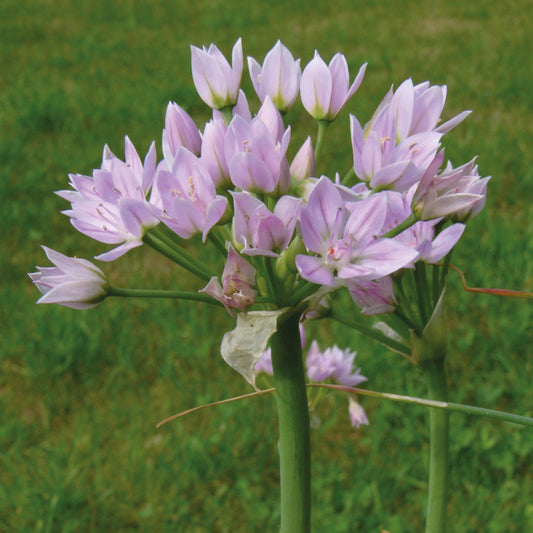 Ein Büschel hellvioletter, sternförmiger Allium roseum Rosen-Lauch-Blüten von Weijers mit grünen Stielen blüht im Mai im Freien vor einem unscharfen grasbewachsenen Hintergrund.