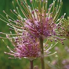 Nahaufnahme von zwei Weijers Allium schubertii Zierlauch mit kugelförmigen, stacheligen Büscheln winziger rosa Blüten und langen Stielen vor einem verschwommenen grünen Hintergrund. Blüht von Mai bis Juni.