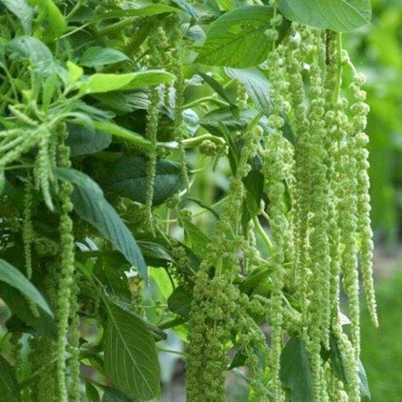 Lange, grüne Blütenbüschel von Jora Dahl | Amaranthus caudatus 'Green Cascade' (Fuchsschwanz) hängen an belaubten Stängeln, umgeben von üppigem Laub in einem Garten.