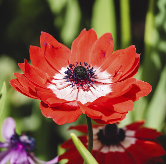 Nahaufnahme einer Blüte der Weijers Anemone Hollandia mit ihren leuchtend roten Blütenblättern, der weißen Mitte und den dunkelvioletten Staubgefäßen vor verschwommenem grünem Laub und Wildblumen.