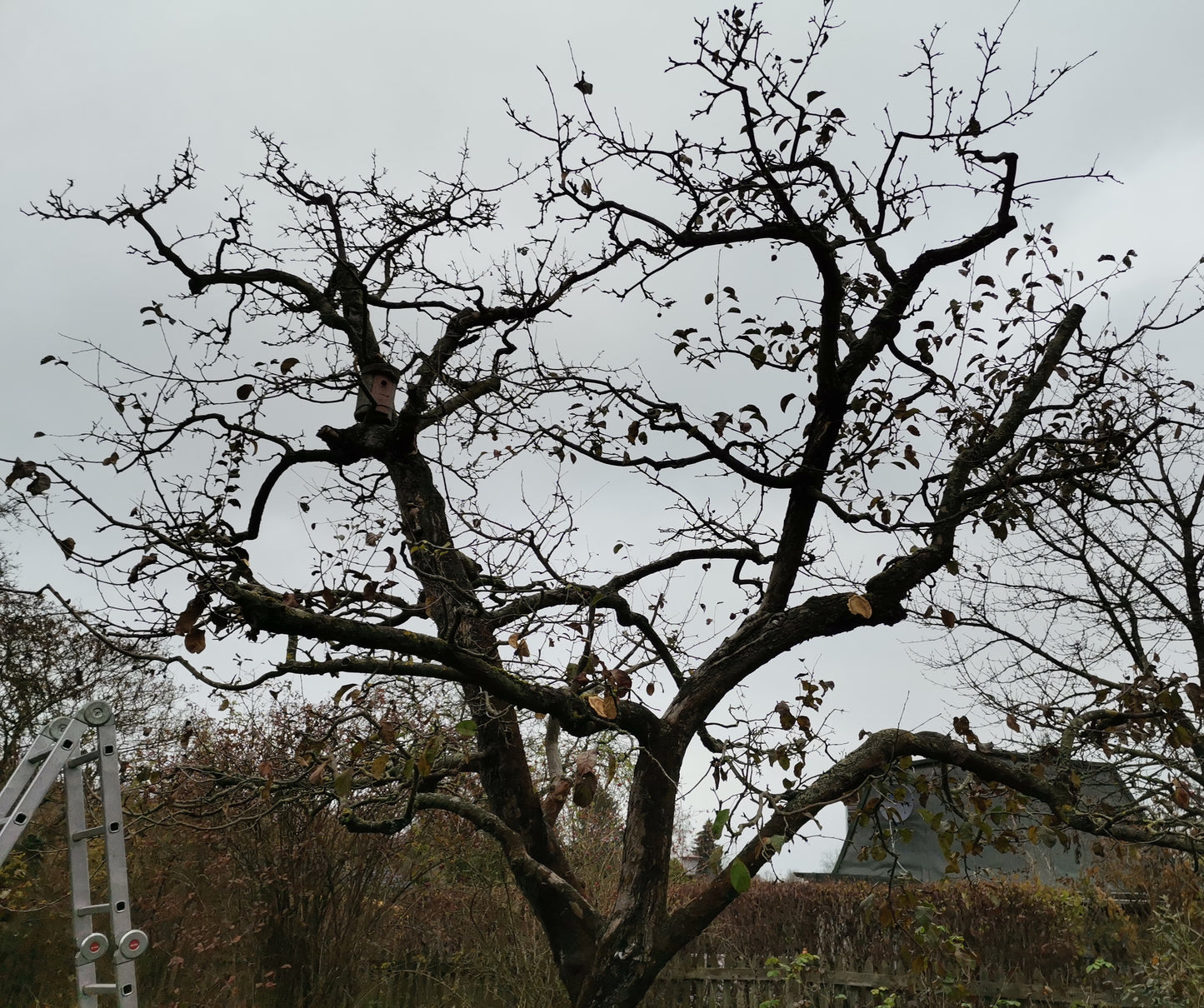 Eine Leiter lehnt an einem fast kahlen Baum unter grauem Himmel, der an Obstbaumschnitt erinnert. Entdecken Sie den fachgerechten Baumschnitt in der Zwei-Tages-Masterclass Obstbaumschnitt für Profis mit Dr. Friedrich-Karl Schembecker am 15. und 16. Januar 2026.