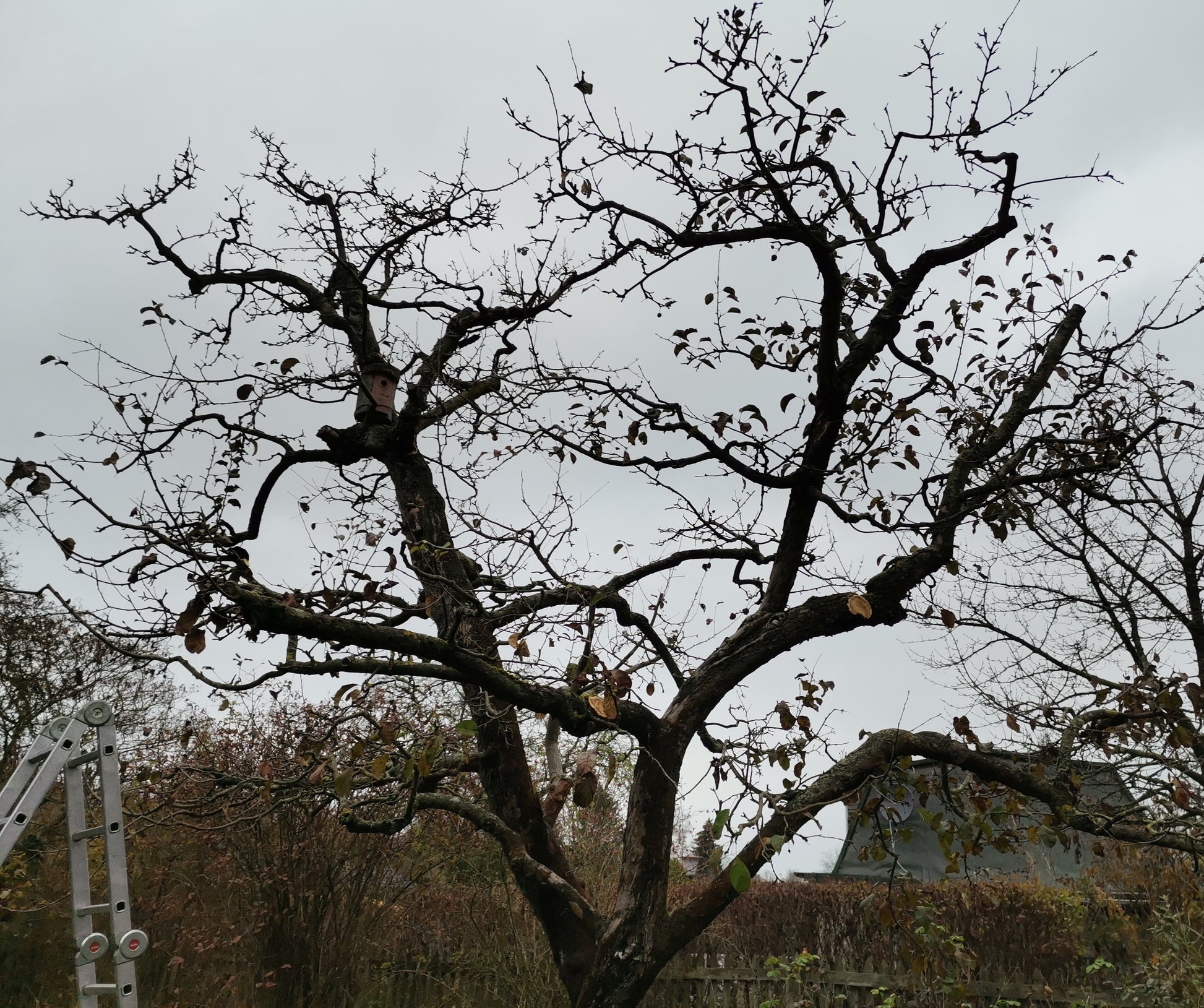 Eine Leiter lehnt an einem fast kahlen Baum unter grauem Himmel, der an Obstbaumschnitt erinnert. Entdecken Sie den fachgerechten Baumschnitt in der Zwei-Tages-Masterclass Obstbaumschnitt für Profis mit Dr. Friedrich-Karl Schembecker am 15. und 16. Januar 2026.