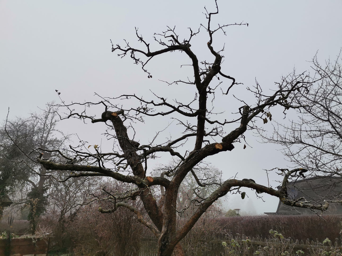 Ein beschnittener Baum, geformt in Dr. Friedrich-Karl Schembeckers Zwei-Tages-Masterclass Obstbaumschnitt für Profis (Do 15.01.2026 & Fr 16.02.2026), steht an einem nebligen Tag inmitten kahler Sträucher mit einem Hausdach im Hintergrund.