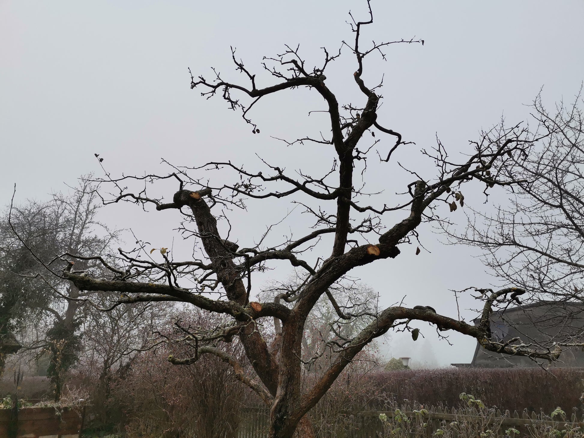 Ein beschnittener Baum, geformt in Dr. Friedrich-Karl Schembeckers Zwei-Tages-Masterclass Obstbaumschnitt für Profis (Do 15.01.2026 & Fr 16.02.2026), steht an einem nebligen Tag inmitten kahler Sträucher mit einem Hausdach im Hintergrund.