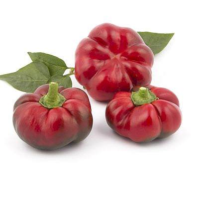 Drei runde, rot gerippte Arche Noah Gemüsepaprika 'Paradeisfrüchtiger Ungarischer' mit grünen Stielen und einigen Blättern sind auf weißem Hintergrund abgebildet.