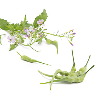 Auf weißem Hintergrund ist ein Zweig Arche Noah - Rattenschwanzrettich mit kleinen violetten Blüten und hellgrünen gedrehten Hülsen abgebildet; diese Sorte wird von der Marke Arche Noah angeboten.