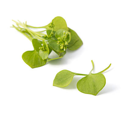 Ein kleiner Bund frischgrüner Arche Noah - Winterportulak (Winterportulak) mit schlanken Stielen und winzigen Knospen auf weißem Untergrund – ideal für Fans von Arche Noah Bio-Saatgut und passionierte Gärtner.