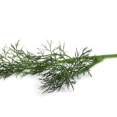 Dill 'Blattreicher'