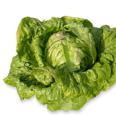 Ein frischer Kopf Arche Noah - Krachsalat / Batavia 'Grüner aus Maria Lankowitz' mit krausen grünen Blättern, eine alte Gartensorte, die aus biologischem Saatgut für reinen, natürlichen Geschmack gezogen wird.