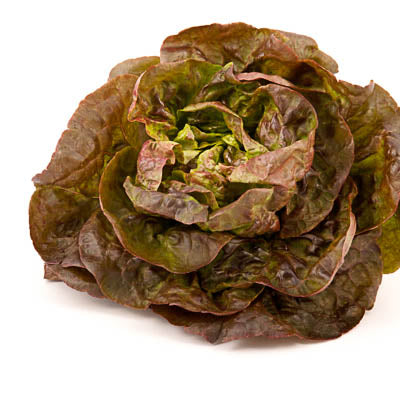 Arche Noah | Kopfsalat 'Rotes Butterhäuptl': Ein Kopfsalat 'Rotes Butterhäuptl' mit weichen, leicht gekräuselten grünen bis rötlich-violetten Blättern von Arche Noah, abgebildet auf weißem Hintergrund.