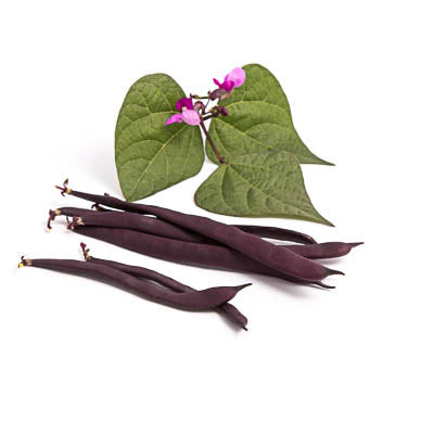 Vier dunkelviolette Schoten der Arche Noah Stangenbohne 'Cornetti Viola Trionfo' sind vor zwei großen grünen Blättern und kleinen violetten Blüten auf weißem Hintergrund angeordnet und erinnern an die lebhaften Ernten in Italien.