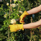 Eine Person, die Königliche Gartenakademie Gartenhandschuhe aus Büffelleder 'Natural' - Barebones Classic trägt, schneidet mit einer Gartenschere eine weiße Rose von einem Busch im Garten.