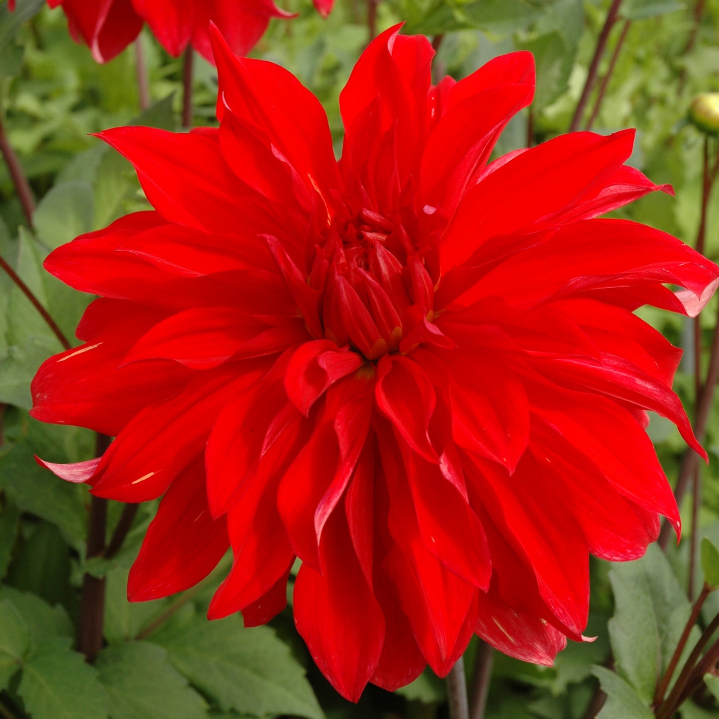 Eine Nahaufnahme der Weijers Dahlie 'Babylon' Dekorative Dahlie in voller Blüte, wobei die leuchtend roten, geschichteten Blütenblätter und die üppigen grünen Blätter im Hintergrund hervorgehoben werden.