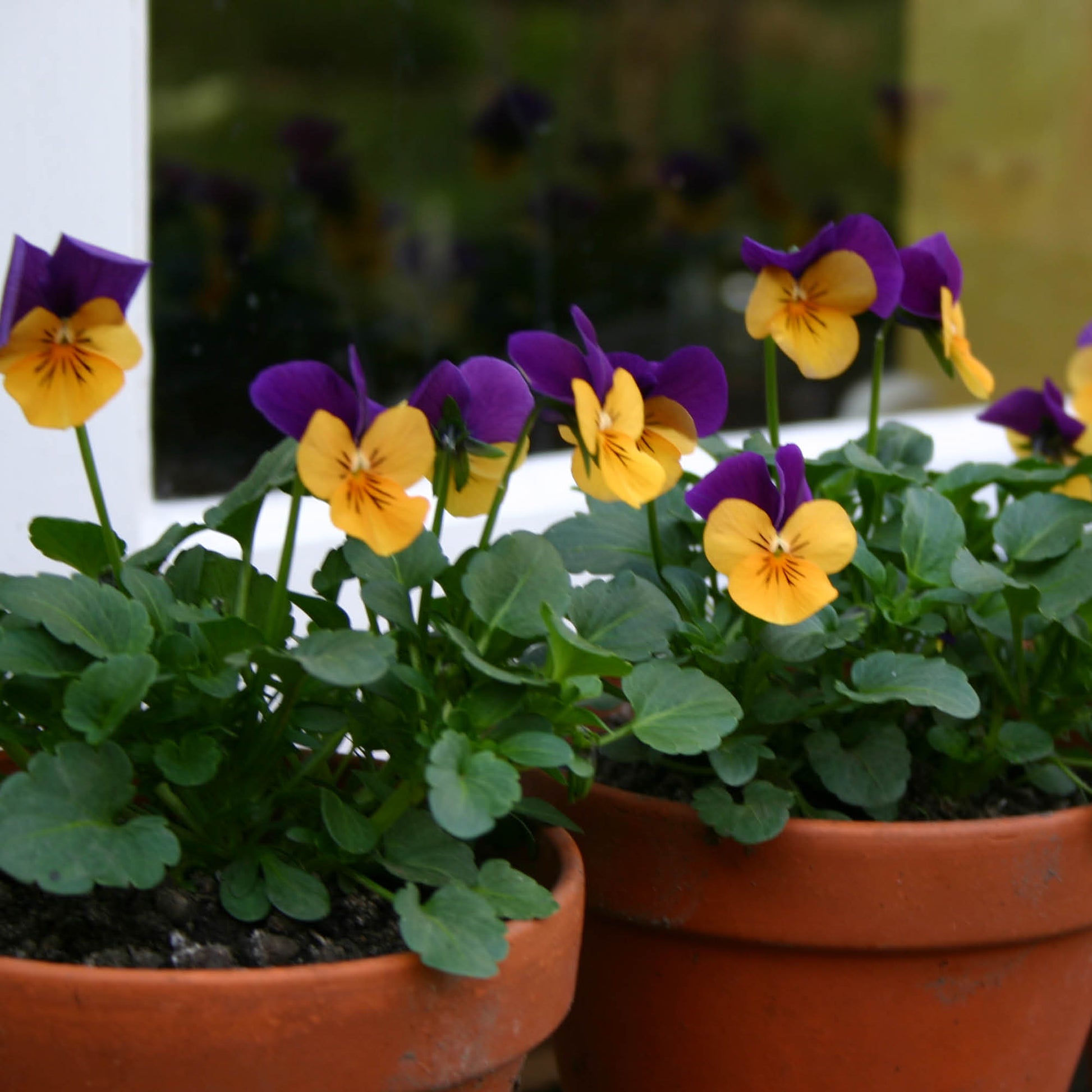 Leuchtend grüne Pflanzen und Stiefmütterchen in Terrakotta-Töpfen bilden eine bezaubernde Auslage für Ihr Fenster, inspiriert von Astrid Torrens' "HALBTAGESKURS Dachterrassen und Balkonbepflanzung" am 10.03.2026, 10:00-13:00.