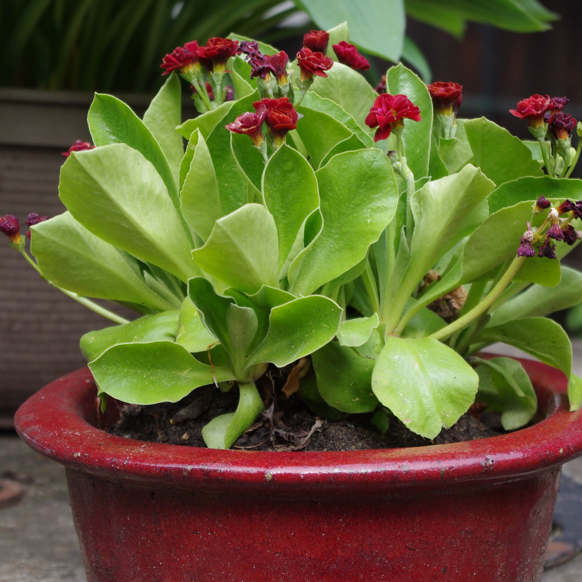 Ein roter Keramiktopf mit einer grünen Blattpflanze und dunkelroten Blüten ist ein Beispiel für nachhaltige Bepflanzung - perfekt für Astrid Torrens' "Di. 10.03.2026 | 10.00-13.00 HALBTAGESKURS Dachterrassen und Balkonbepflanzung." Ein zweiter Topf verblasst leise im Hintergrund.