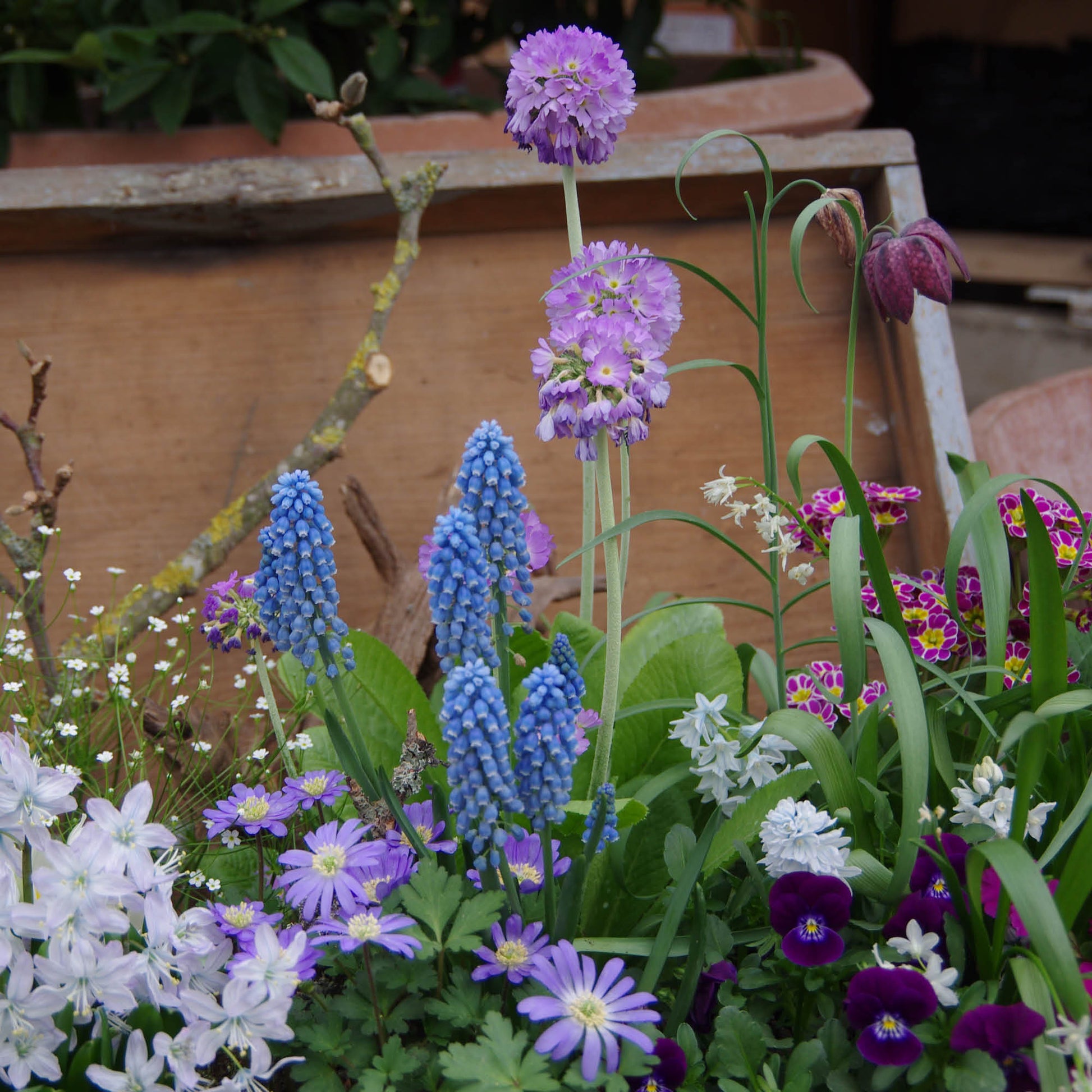 Gestalten Sie Ihren Balkon oder Ihre Dachterrasse mit Astrid Torrens' Halbtageskurs "Di. 10.03.2026 | 10.00-13.00 HALBTAGESKURS Dachterrassen und Balkonbepflanzung" - perfekte Pflanzen, Farben und Inspiration!.
