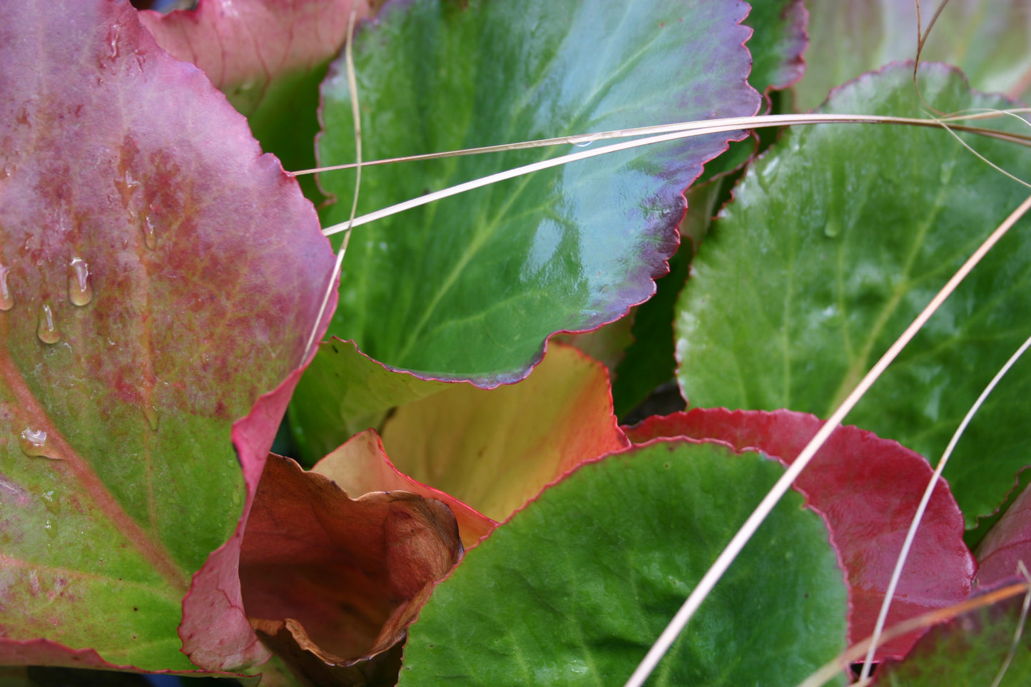 Nahaufnahme von großen, breiten, grün-roten Blättern, die mit Wassertropfen übersät und von trockenem Gras durchzogen sind - vorgestellt in Dr. Isabelle Van Groeningens "Top 100: Beste Pflanzen für anspruchsvolle Standorte" Halbtageskurs am Sa. 21.02.2026, 10:00-13:00.