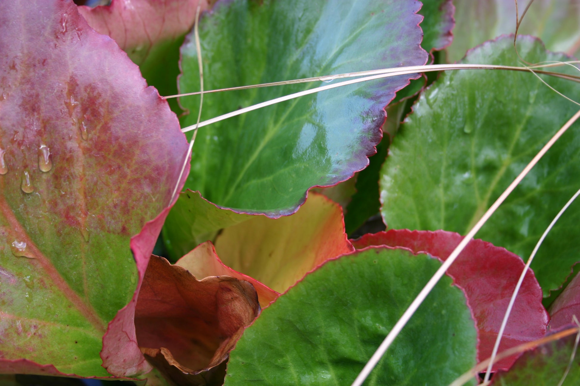 Nahaufnahme von großen, breiten, grün-roten Blättern, die mit Wassertropfen übersät und von trockenem Gras durchzogen sind - vorgestellt in Dr. Isabelle Van Groeningens "Top 100: Beste Pflanzen für anspruchsvolle Standorte" Halbtageskurs am Sa. 21.02.2026, 10:00-13:00.