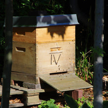 Lade das Bild in den Galerie-Viewer, Sa. 17.08.2024 10.30-12.00 FÜHRUNG Bienenfreundliche Gartenpflanzen
