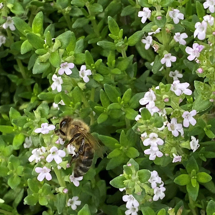 Sa. 17.08.2024 10.30-12.00 FÜHRUNG Bienenfreundliche Gartenpflanzen