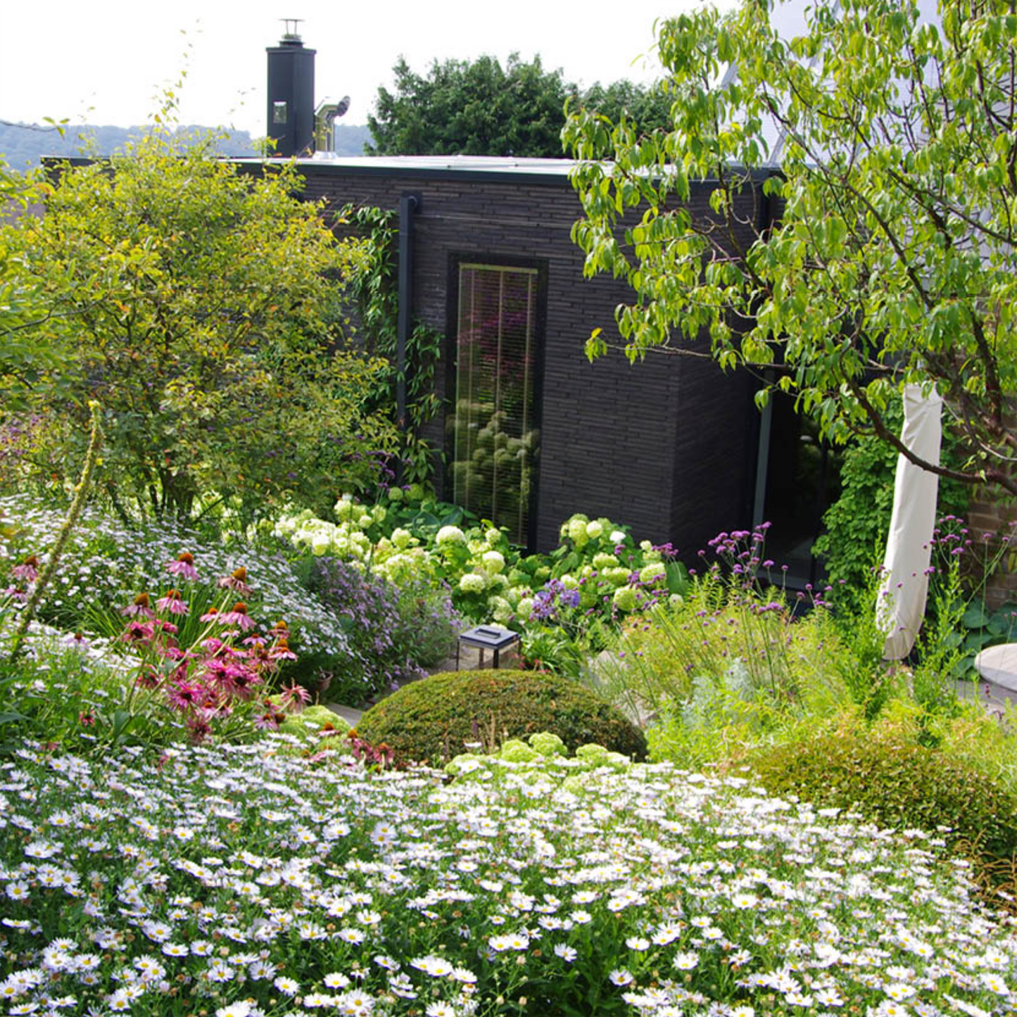 Erleben Sie einen üppigen Garten mit blühenden weißen Gänseblümchen, rosa und violetten Blumen und dichtem Grün im HALBTAGESKURS Grundlage der Gartengestaltung von Gabriella Pape am Do. 12.03.2026, 10:00-13:00. Modernes Design umrahmt lebendige Pflanzen neben einem hohen Fenster.