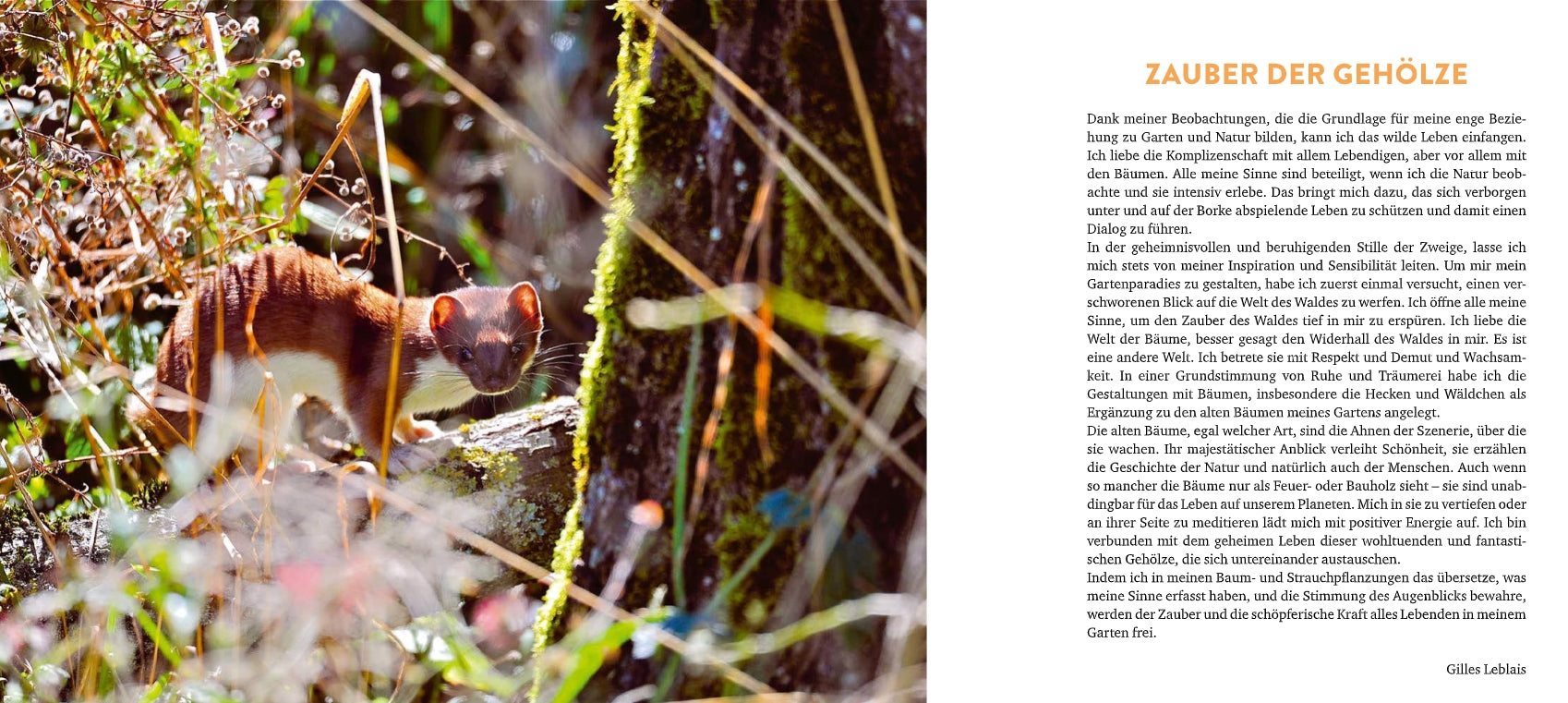 Ein Wiesel steht wachsam auf einem bemoosten Baumstamm in einem sonnenbeschienenen Wald. Rechts ist ein deutscher Text über ökologische Vielfalt und Lebensraum für Tiere im Wald aus "Meine lebendige Hecke" vom Verlag Eugen Ulmer abgebildet.