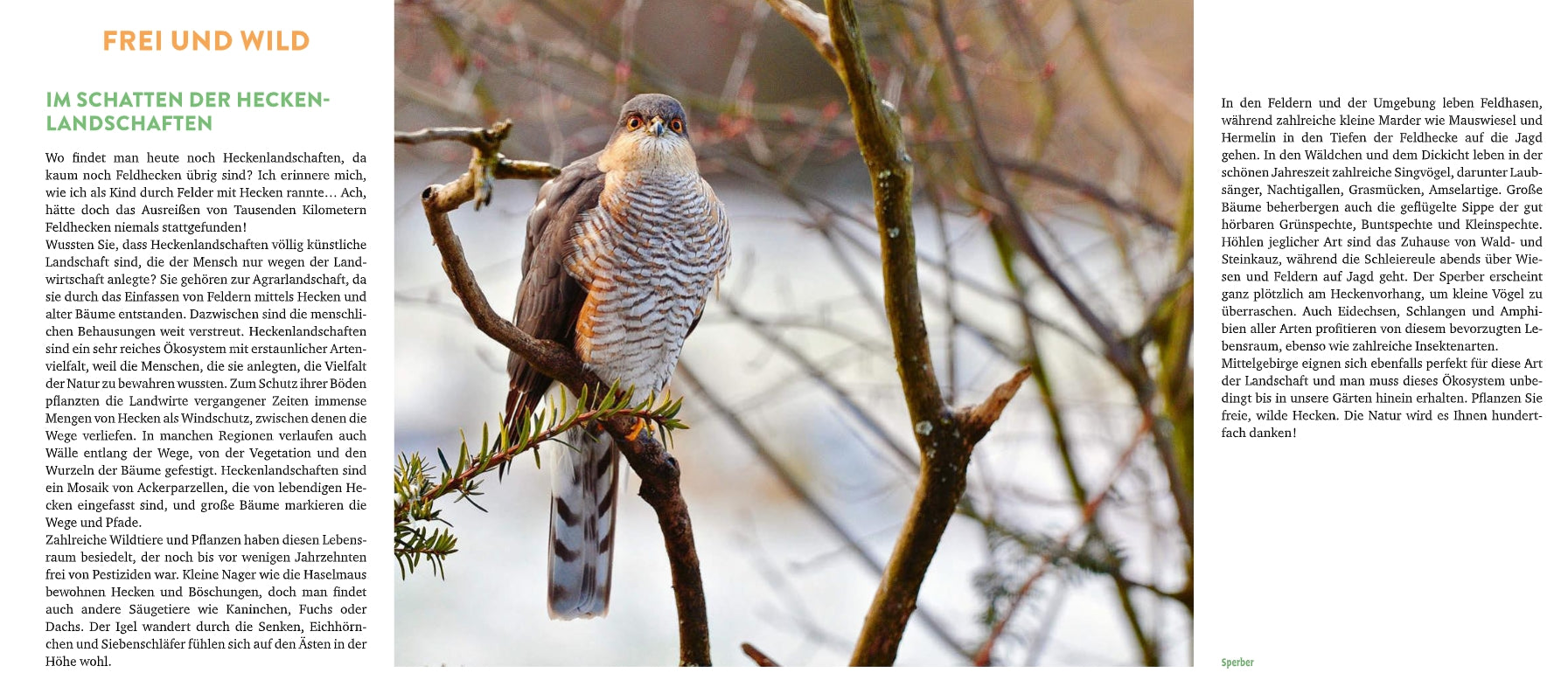 Ein Raubvogel mit gestreiftem Gefieder hockt auf einem Ast in einer winterlichen, blattlosen Landschaft; neben dem Bild stellt ein deutscher Text "Meine lebendige Hecke" vom Verlag Eugen Ulmer vor und erörtert ökologische Vielfalt und Hecken als Lebensraum für Tiere.