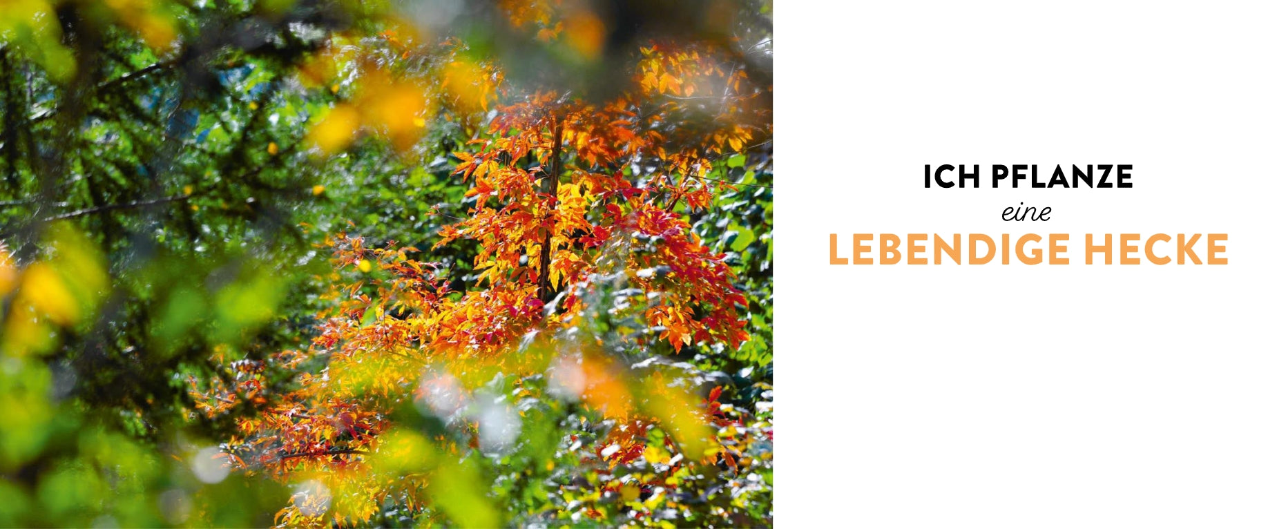 Eine bunte Hecke mit grünen, gelben und orangefarbenen Blättern im Sonnenlicht. Auf der rechten Seite steht ein deutscher Text: Ich pflanze Meine lebendige Hecke (Verlag Eugen Ulmer) - für ökologische Vielfalt und Hecken im Garten.