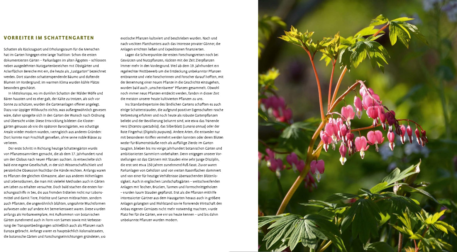 Eine Doppelseite aus Schattenstauden vom Verlag Eugen Ulmer zeigt einen dichten deutschen Text über Gartengestaltung gegenüber einem Foto von sonnenbeschienenen Dicentra (blutendes Herz), geschätzten schattenliebenden Stauden, eingebettet in üppig grünes Gartenlaub.