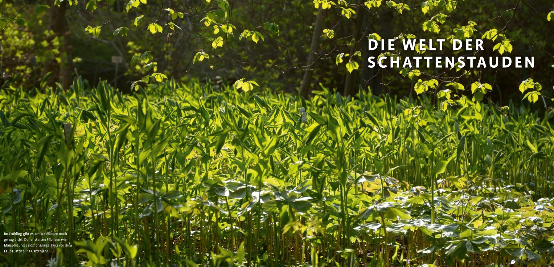 Das Sonnenlicht fällt durch die Äste auf Schattenstauden in einem Wald. Oben rechts erscheint in weißer Schrift "Die Welt der Schattenstauden" - eine ideale Inspiration für Gärten mit Schattenpflanzen aus dem Verlag Eugen Ulmer.