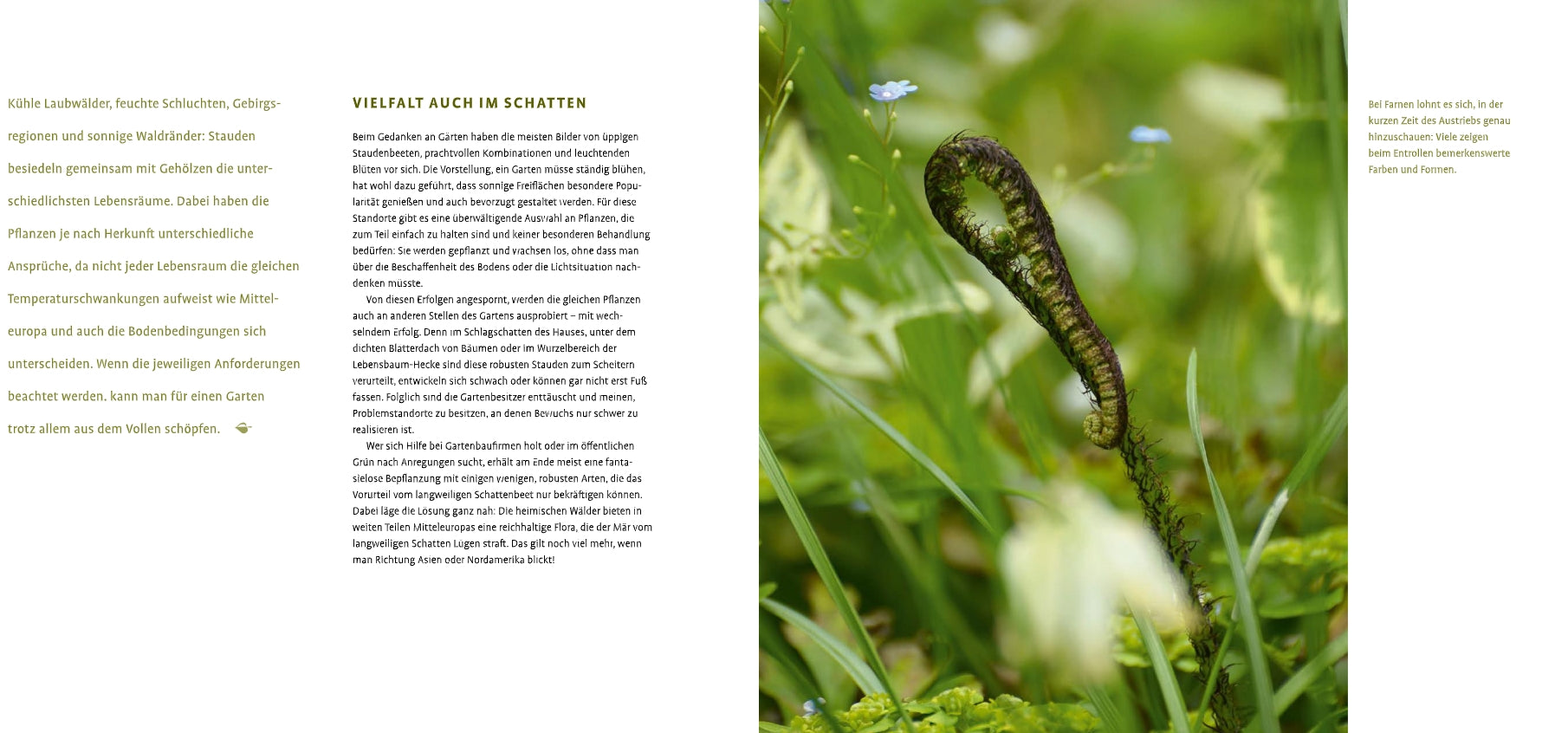 Ein gekräuselter Farnwedel erhebt sich zwischen grünem Laub und kleinen weißen Blüten - die perfekte Inspiration für die Gartengestaltung mit Schattenstauden vom Verlag Eugen Ulmer. Der deutsche Text ist links im Bild zu sehen.