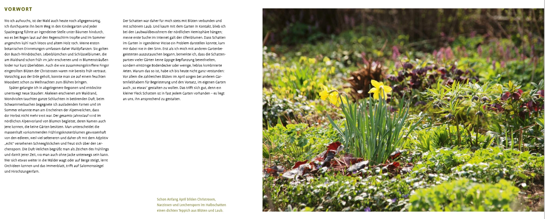 Ein sonnenbeschienener Garten mit grünem Laub und gelben Narzissen, umgeben von Schattenstauden; deutscher Text vom Verlag Eugen Ulmer erscheint auf der linken Seite des Bildes.
