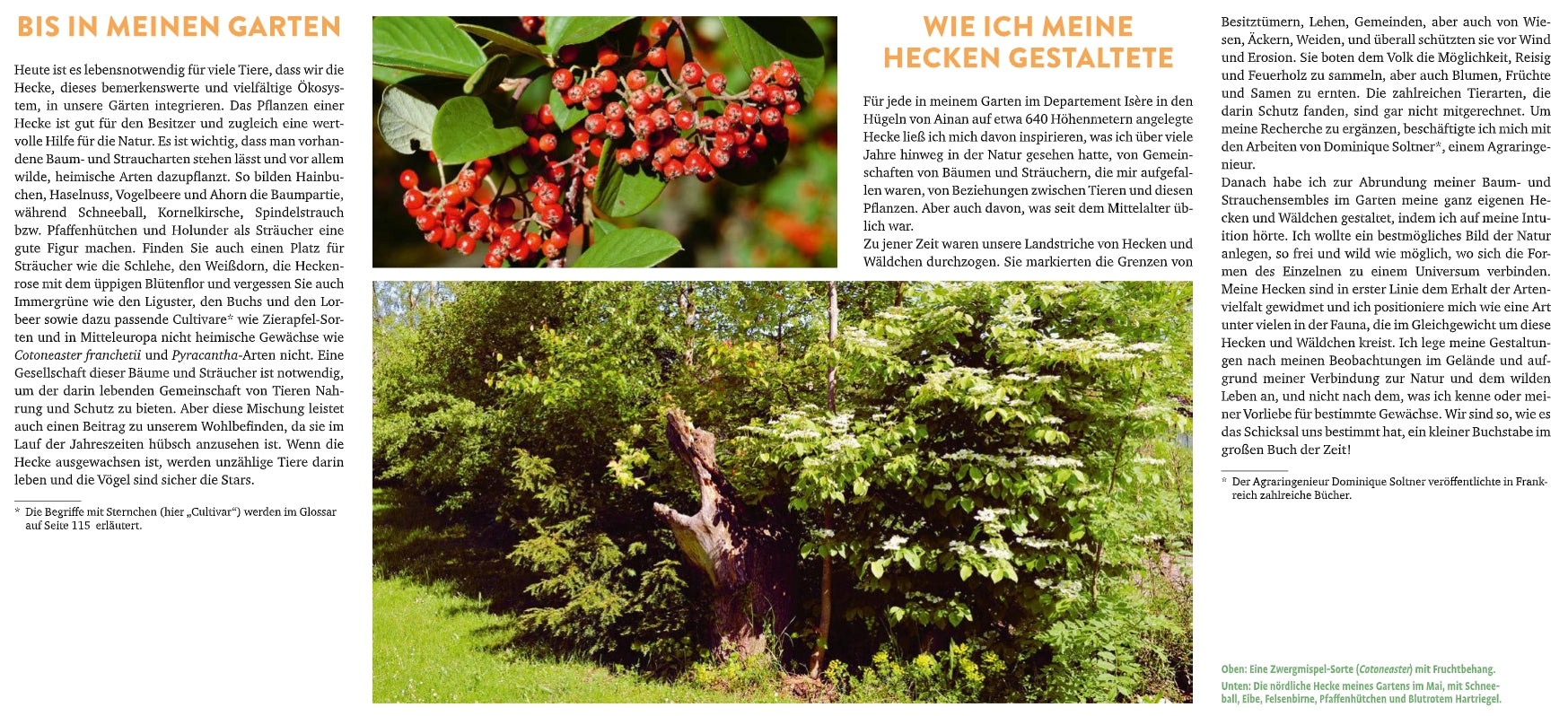 Eine Magazinseite aus dem Buch "Meine lebendige Hecke" des Verlags Eugen Ulmer befasst sich mit Hecken im Garten als Lebensraum für Tiere und zeigt eine Nahaufnahme roter Beeren sowie ein Foto von dichten grünen Sträuchern und sonnenbeschienenen Bäumen.