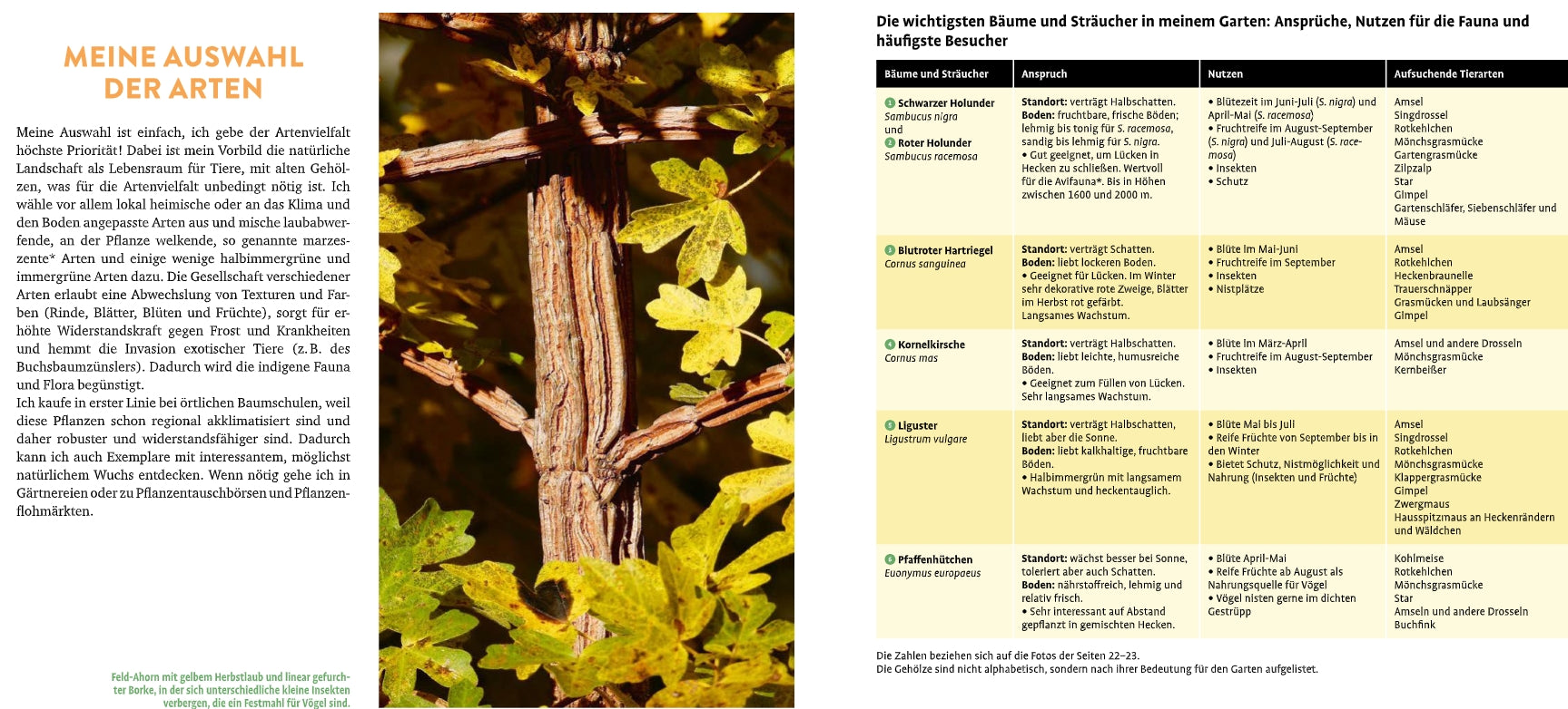 Meine lebendige Hecke von Verlag Eugen Ulmer: Deutschsprachiger Ratgeber zur Auswahl von Gehölzen für ökologische Vielfalt im Garten. Links ein Foto mit gelb-grünen Blättern und Rinde, rechts eine Tabelle zu Arten, Standort, Nutzen und Besuchern.