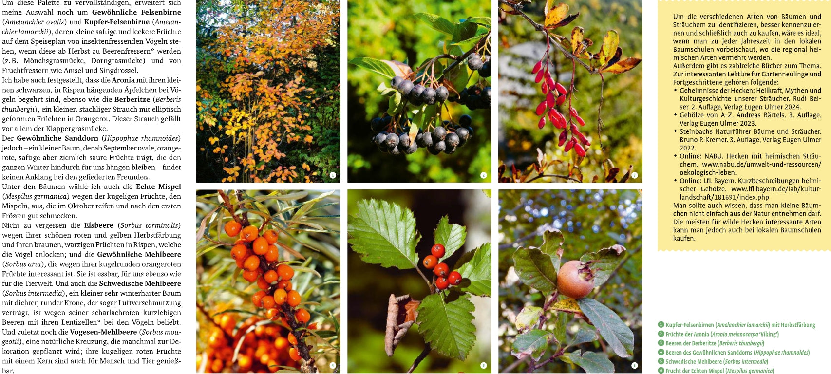 Die Collage aus "Meine lebendige Hecke" vom Verlag Eugen Ulmer zeigt Herbstblätter, Beeren und Früchte mit deutschen Informationen über Bäume und Sträucher, ihre Früchte und ihre Rolle für die biologische Vielfalt und als Lebensraum für Wildtiere.
