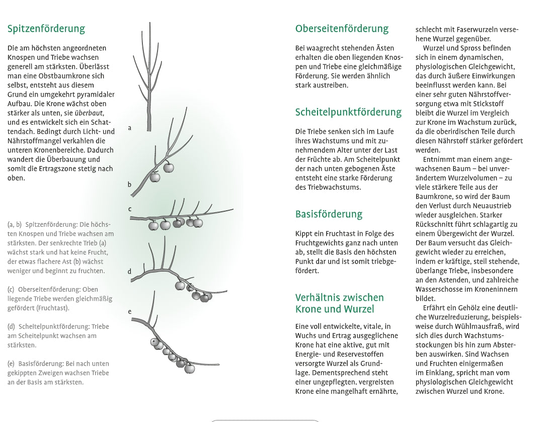 Das Diagramm aus dem "1x1 des Obstbaumschnitts" des Verlags Eugen Ulmer zeigt vier Baumäste mit verschiedenen Schnitttechniken und -effekten, mit deutschen Infos zu Astwachstum, Spitzenförderung, Oberseitenförderung und Scheitelpunktförderung.