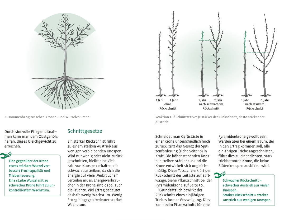 Das 1x1 des Obstbaumschnitts vom Verlag Eugen Ulmer zeigt anhand von Diagrammen, die Kronen und Wurzeln von Bäumen miteinander verbinden, die Auswirkungen des Baumschnitts auf das Wachstum mit abgebildeten Bäumen vor und nach dem Schnitt in verschiedenen Altersstufen und einem erklärenden deutschen Text.