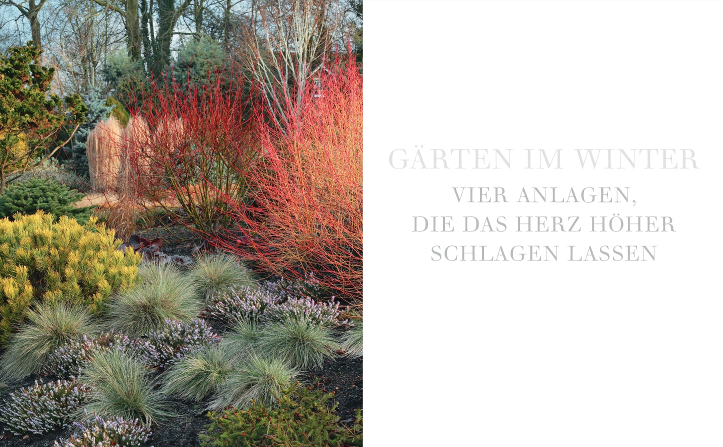 Entdecken Sie mit "Gärten im Winter" von Verlag Eugen Ulmer inspirierende Wintergärten mit roten Zweigen, Ziergräsern, winterblühenden Pflanzen und Heide - vier Anlagen, die das Herz höher schlagen lassen.