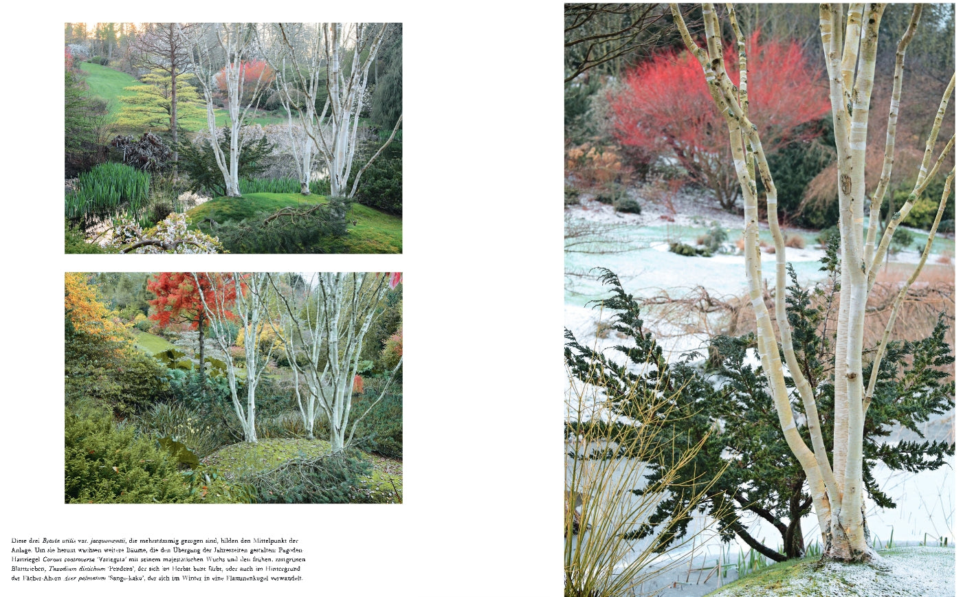 Drei Fotos sind die Highlights von "Gärten im Winter" aus dem Verlag Eugen Ulmer: Zwei kleinere Bilder zeigen Grün- und Herbsttöne, während ein größeres Foto eine inspirierende Wintergartengestaltung mit weiß entrindeten, verschneiten Bäumen zeigt.