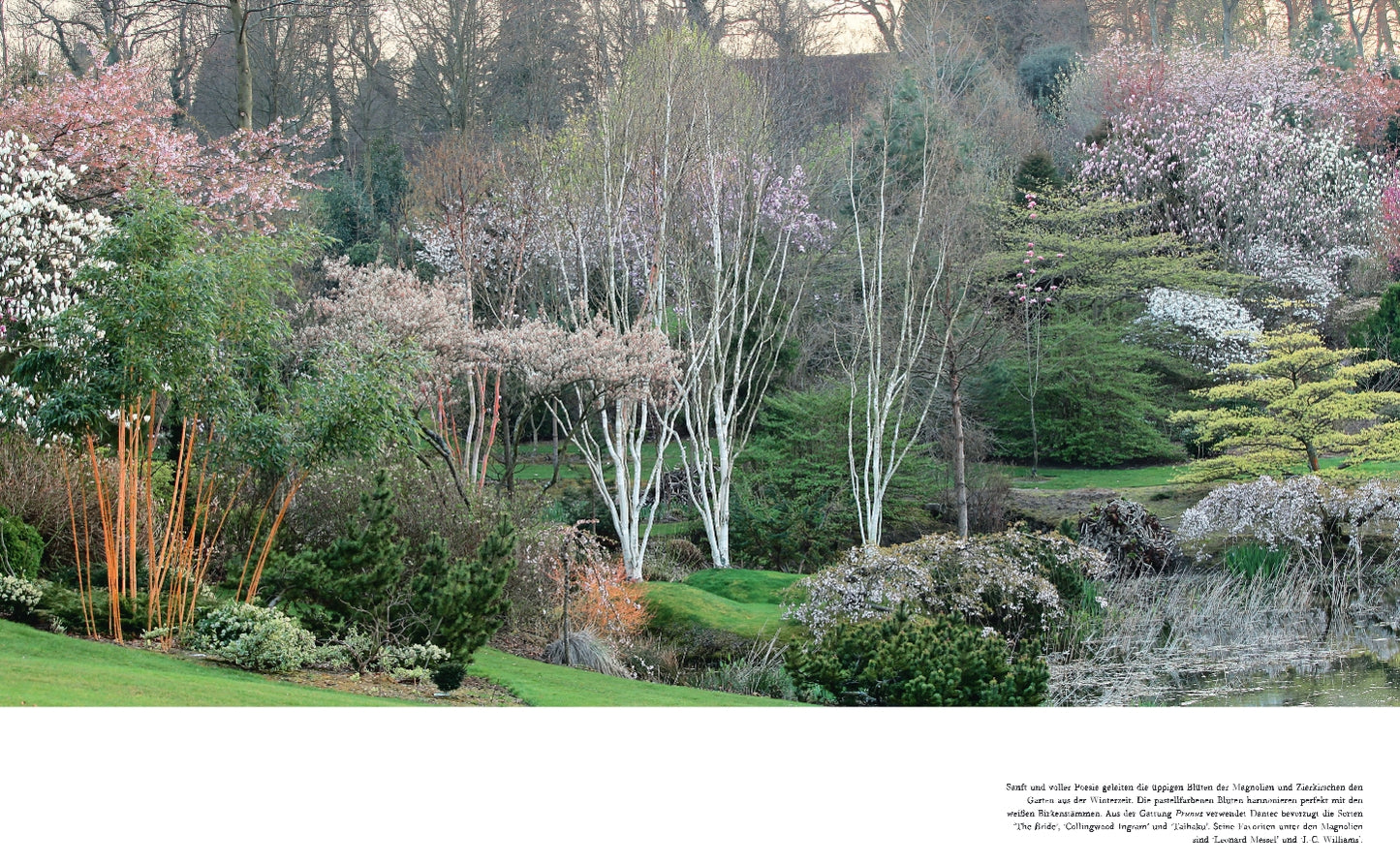 Ein beschaulicher Wintergarten mit bunten Blüten, weißen Birken, saftigem Gras und einem Teich inspiriert aus "Gärten im Winter" vom Verlag Eugen Ulmer zur Gestaltung des eigenen Wintergartens.