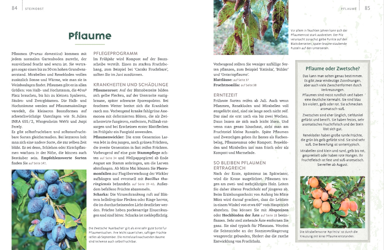 Eine Doppelseite aus "Obstgarten - einfach machen!" vom Verlag Eugen Ulmer behandelt Pflaumen mit Text, Pflegetipps und Informationen zu Krankheiten. Fotos zeigen reife lila und gelbe Pflaumen im Obstgarten und blaue Pflaumenbüschel an Zweigen.