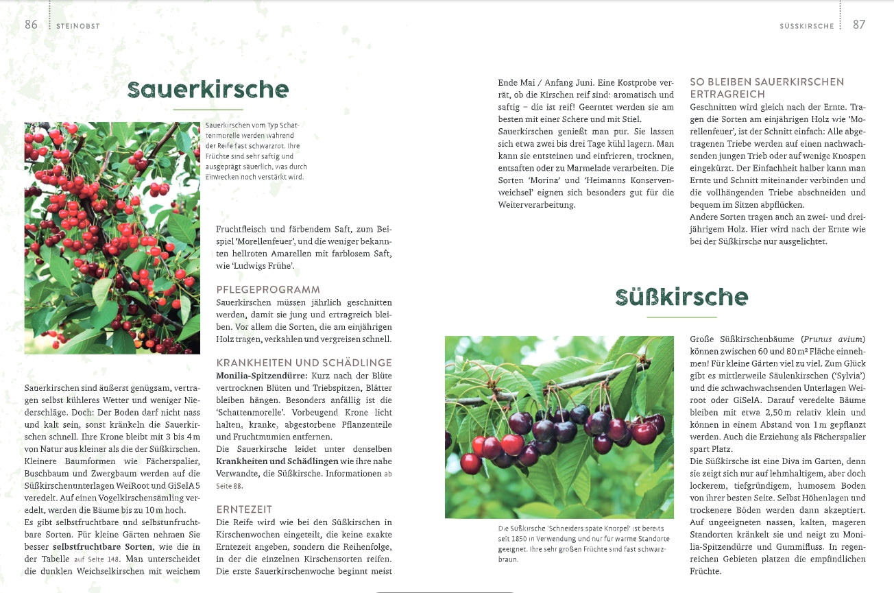 Eine Doppelseite aus der Zeitschrift "Obstgarten - einfach machen!" des Verlags Eugen Ulmer befasst sich mit Sauerkirschen und Süßkirschen und zeigt Fotos von Fruchtständen an Zweigen sowie Pflege- und Erntetipps für einen erfolgreichen Obstanbau.